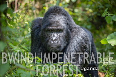 Bwindi Impenetrable Forrest, Uganda