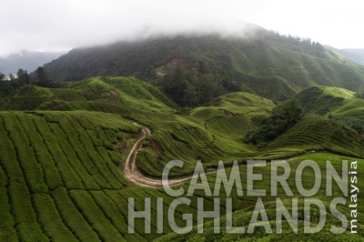 Cameron Highlands, Malaysia