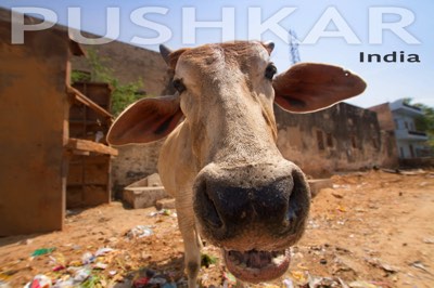 Pushkar, India